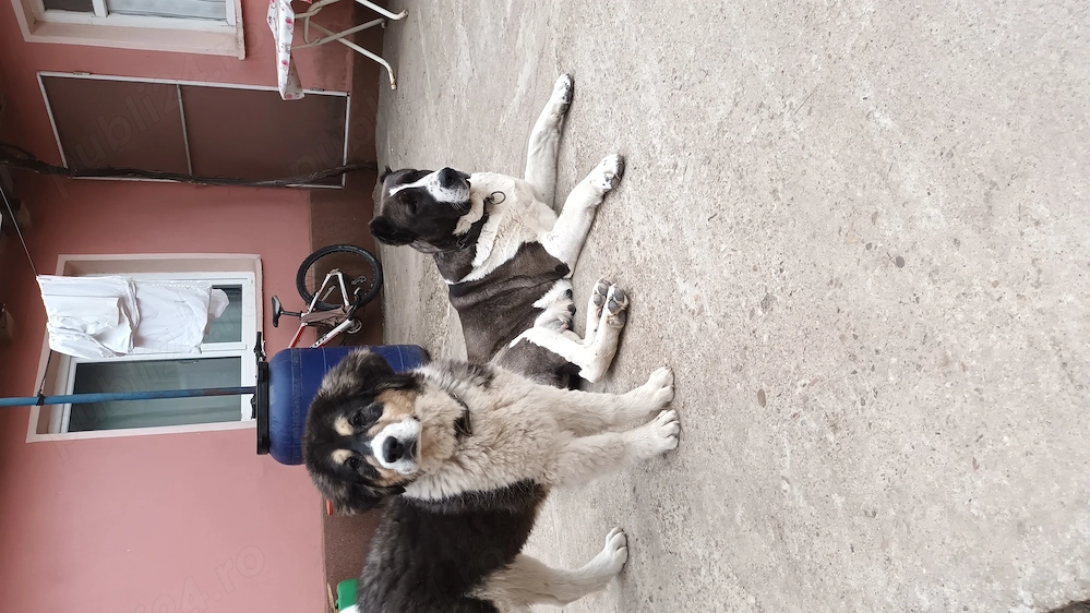 Cățelușa Ciobănesc-Asia Centrală 