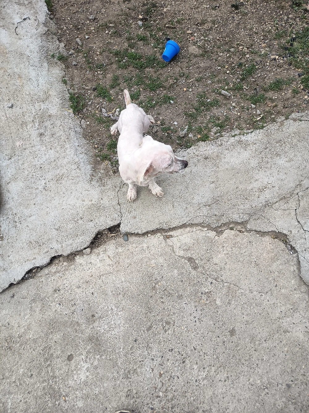 cățel bison talie mica 