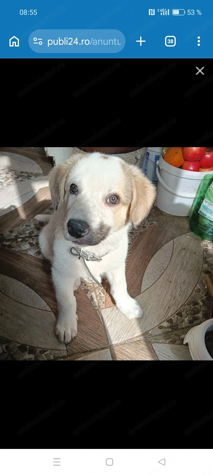 Este de rară de casa