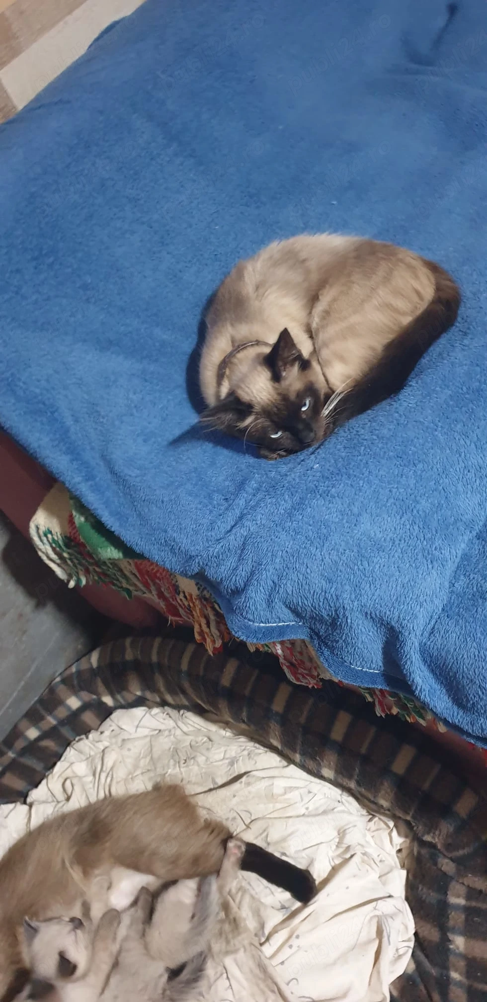 Vând motan birmanez