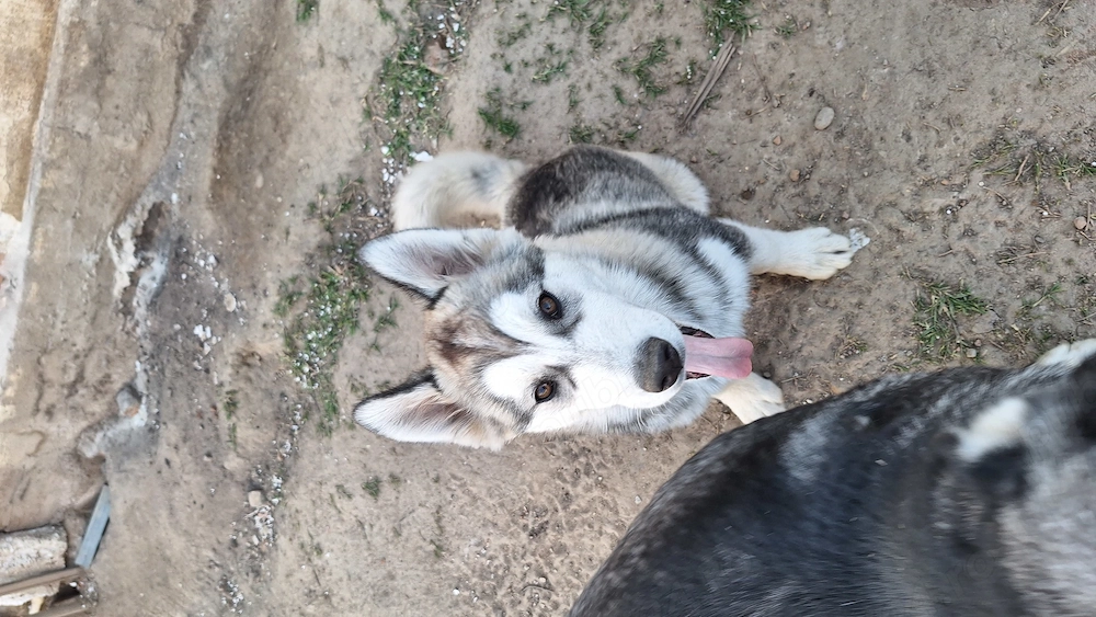 Husky siberian 