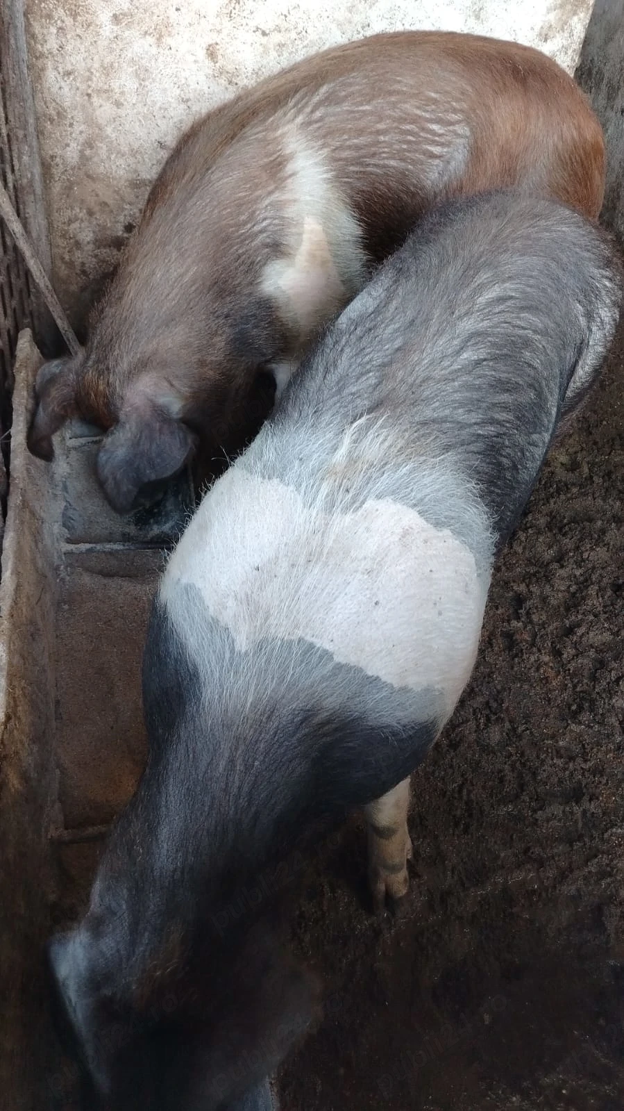 Porci bazna de vanzare