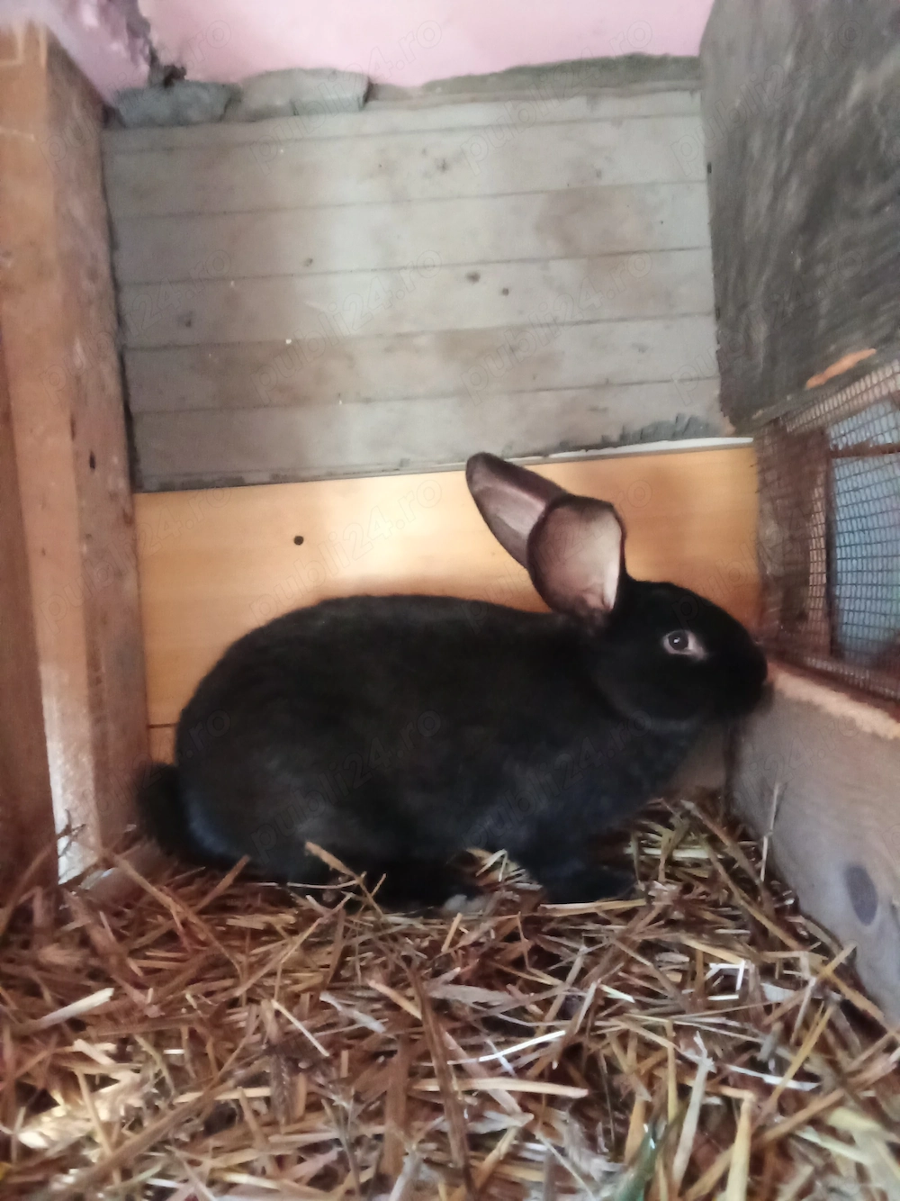 Vând mascul fluture german negru 