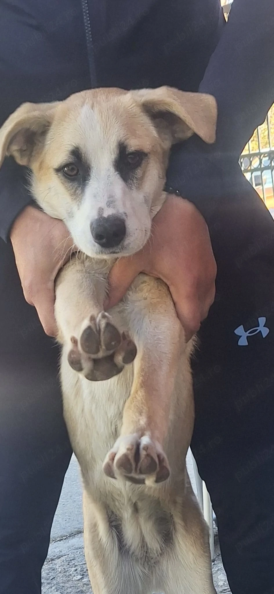 Catelusa pentru adoptie