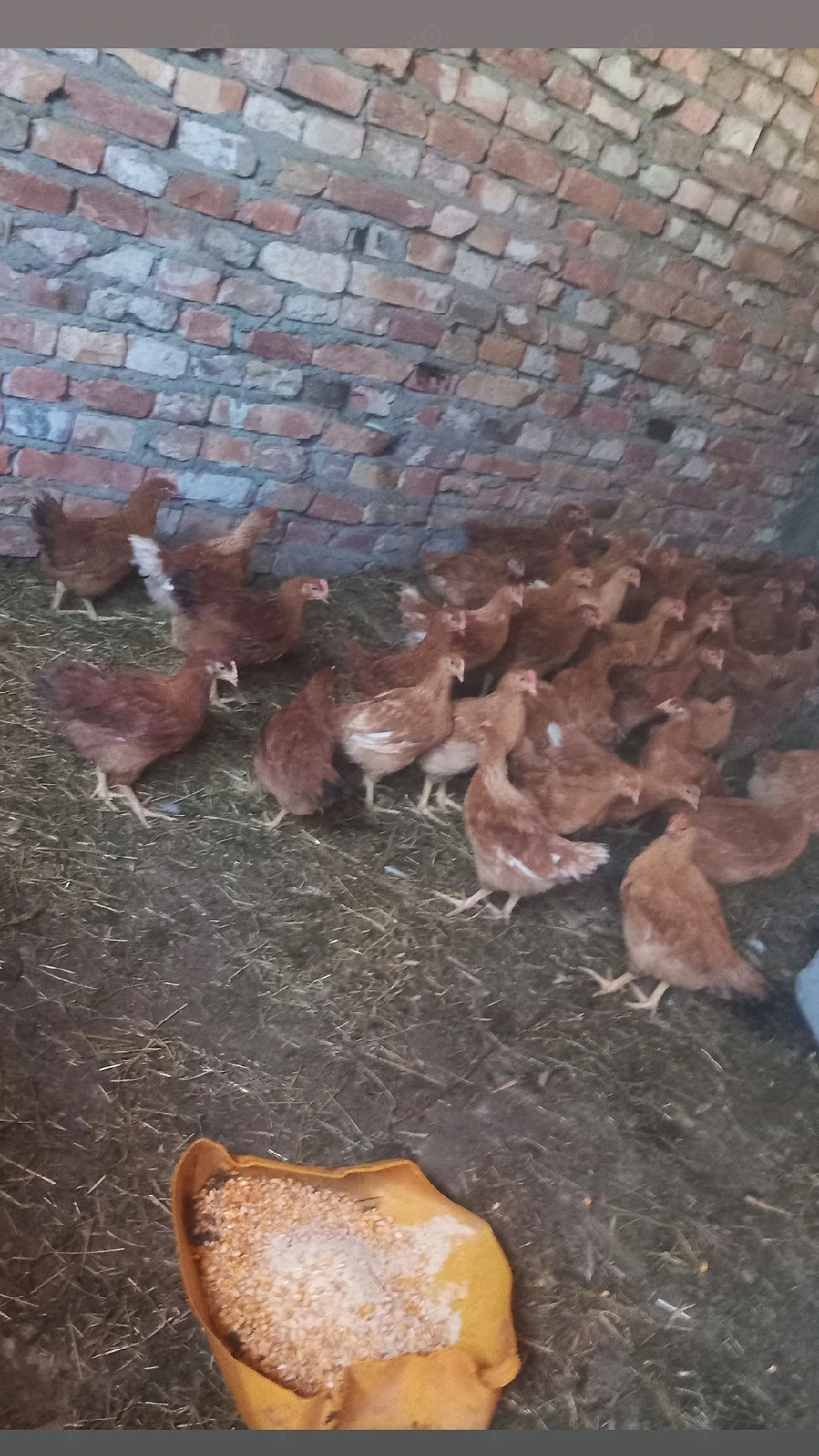 Puicuțe ISA Brown 