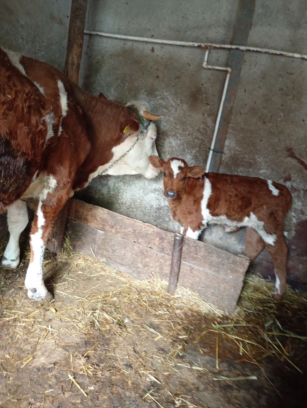 vand baltata romaneasca