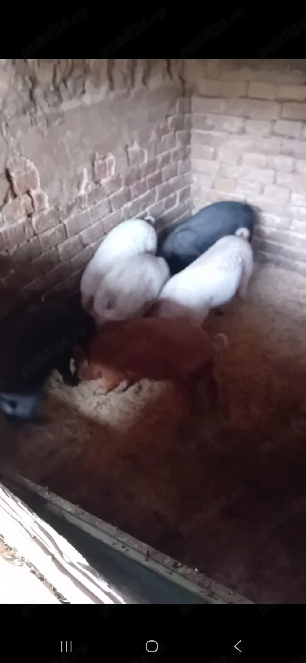 Vand purcei 8 saptamani