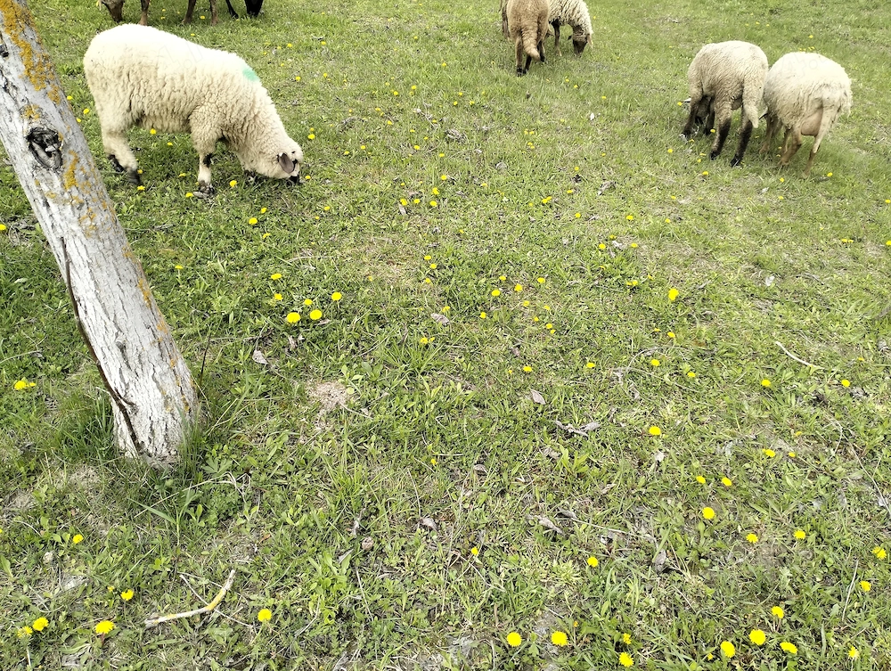 Miei și oi de vânzare 