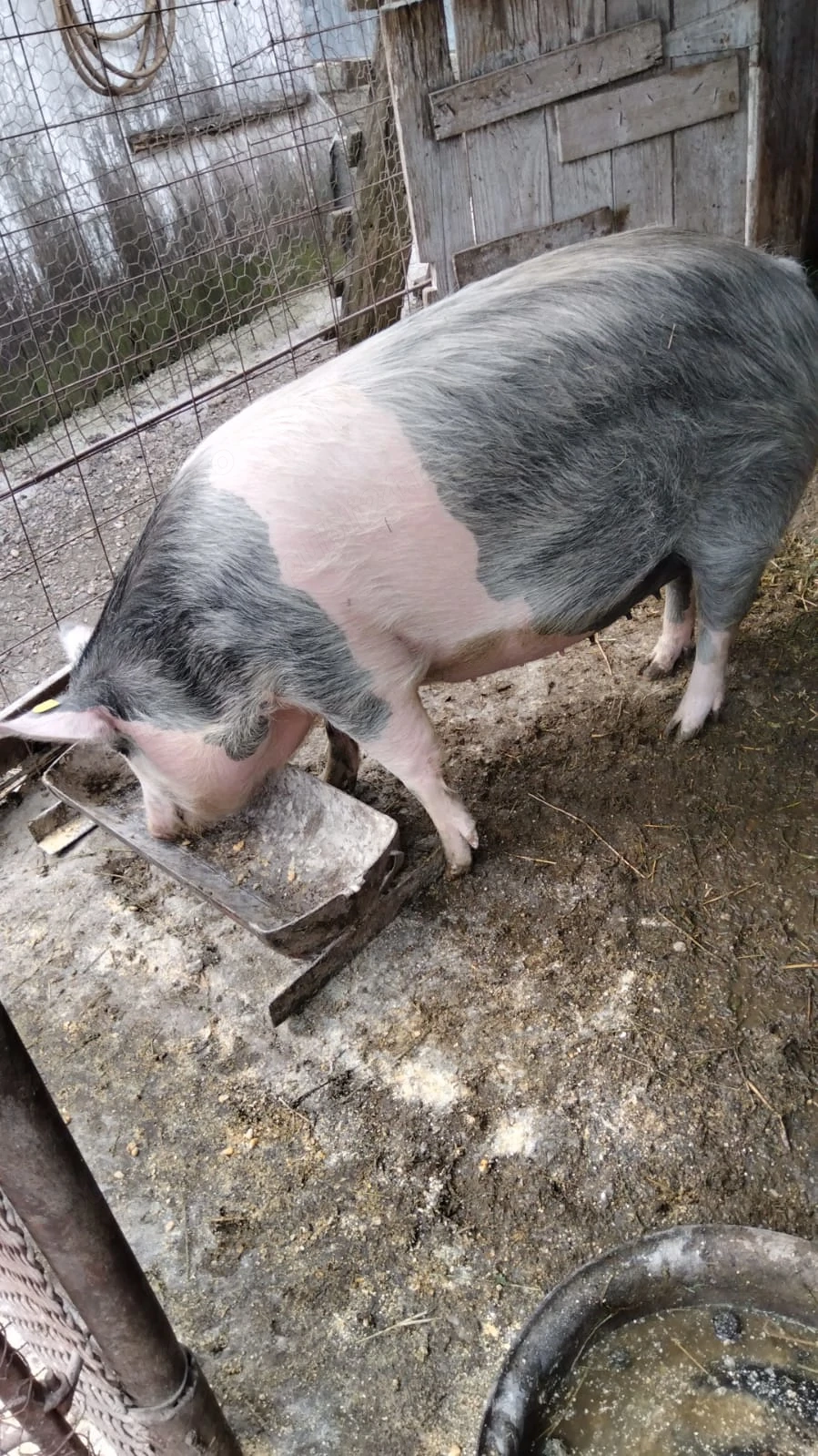 Vând scroafă gestantă. 