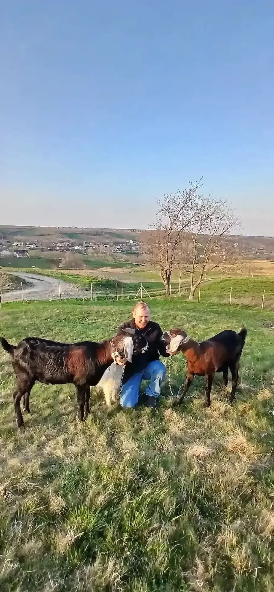 vand capre anglonubiene