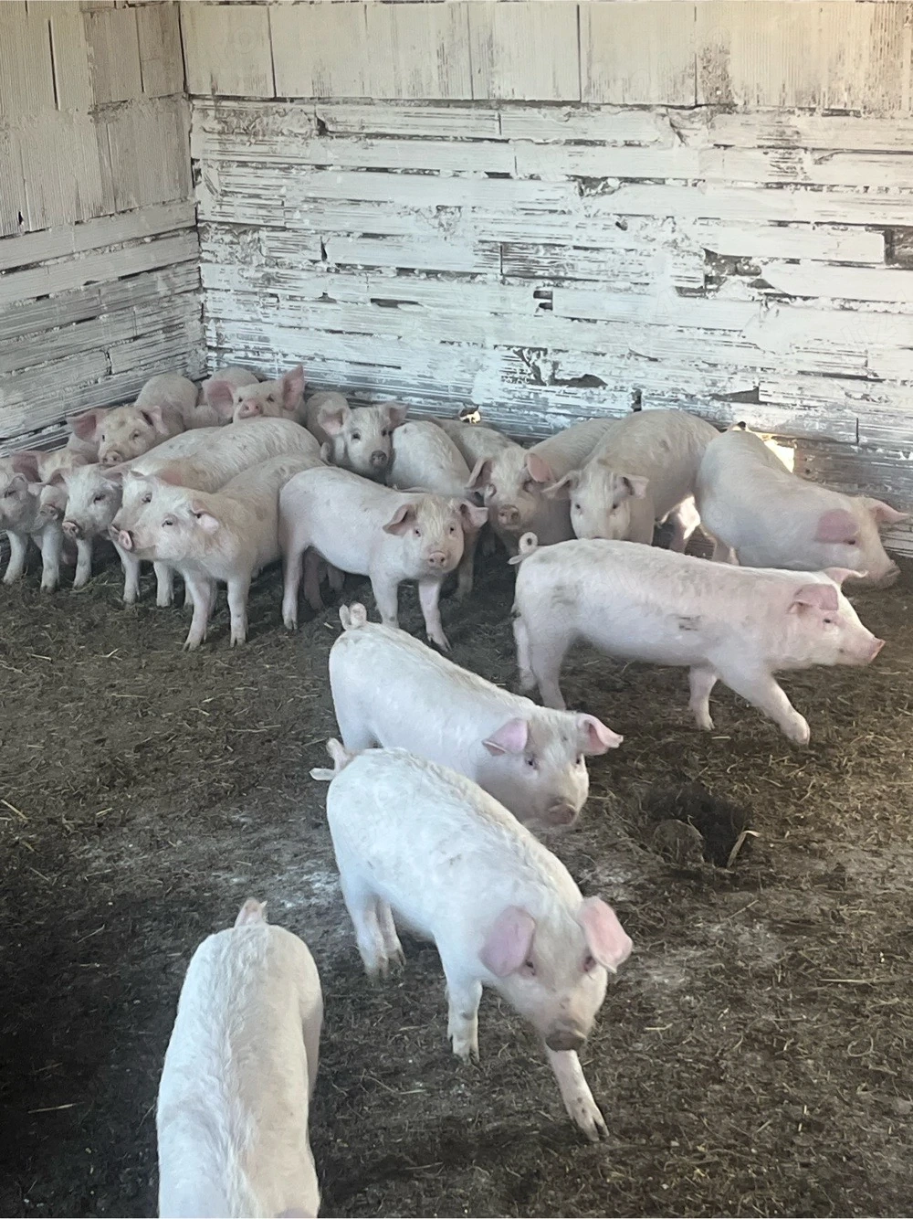 vand purce 20 buc castrați de 9 saptamani 