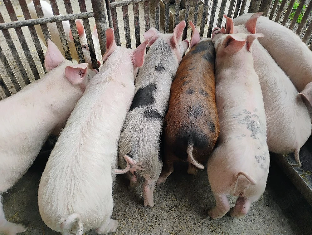 Vand Purcei Marel Alb si Pietrian cu Landrace si Pietrian si Porcii