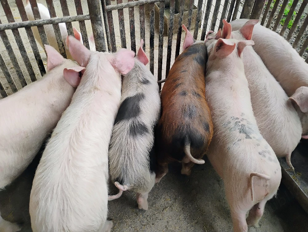 Purcei Marel Alb si Pietrian cu Landrace si Duroc