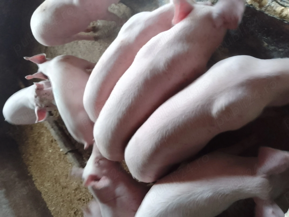 Porci și purcei 