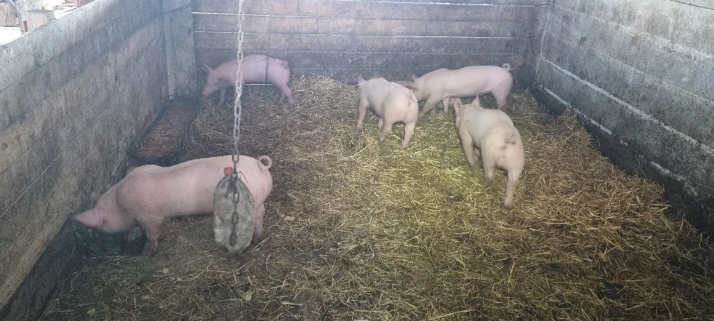  Purcei din Scroafe TN70 import Danemarca montate cu vier de pietrean 