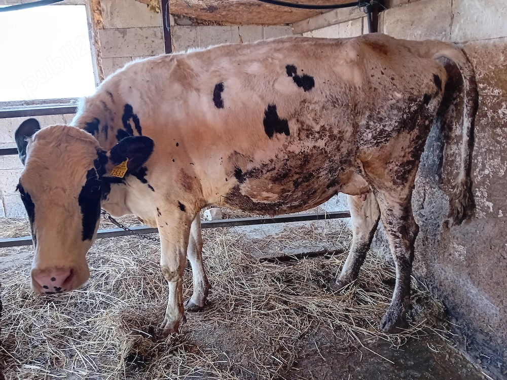 De vânzare vacă holstain tânără 