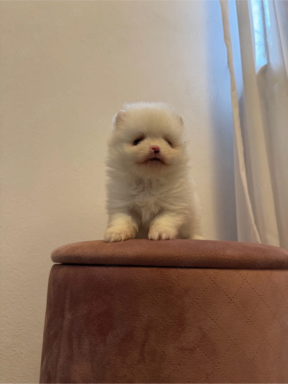 Vând Pomeranian adorabil cu pedigree! 