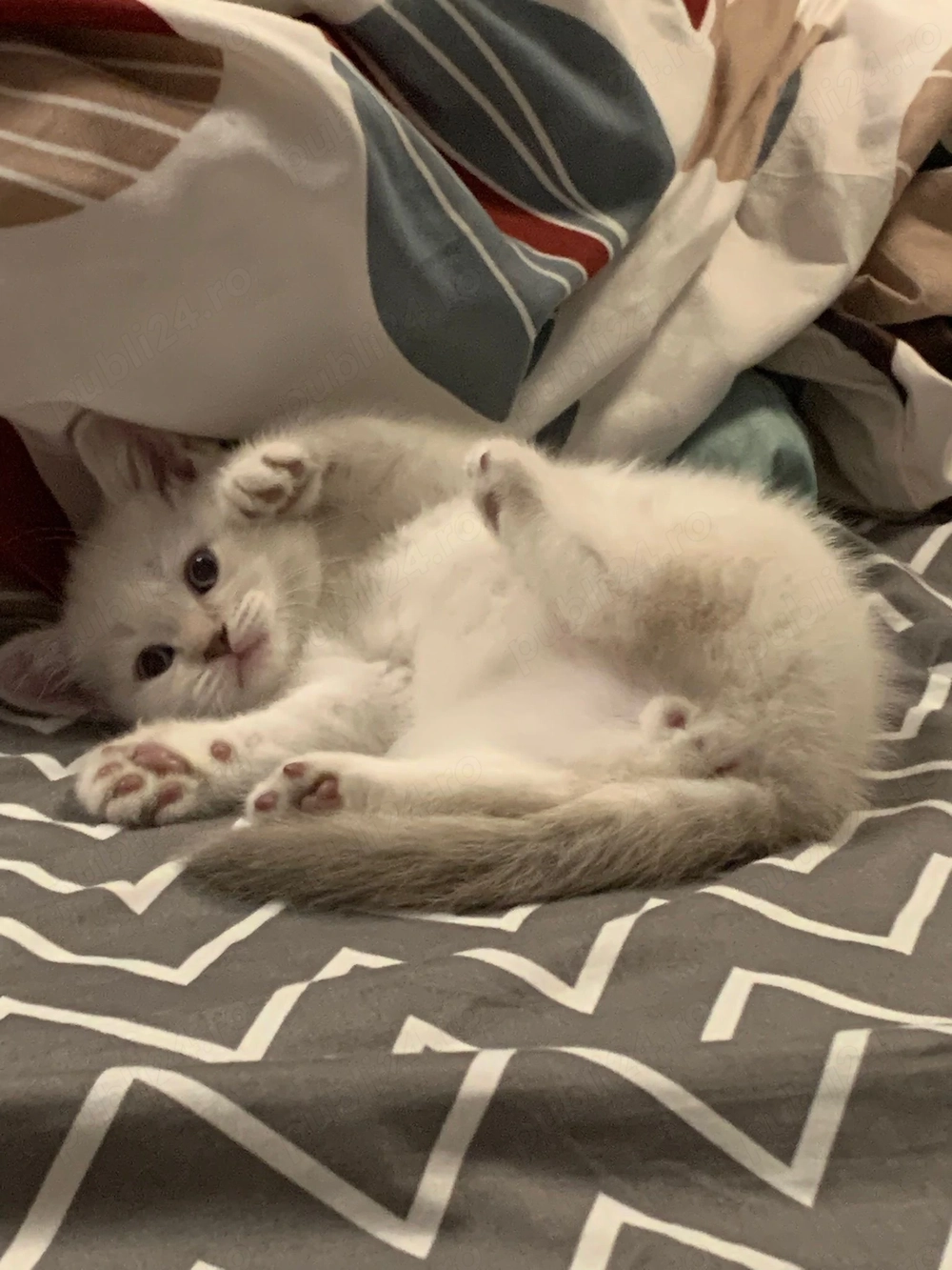 British shorthair color point