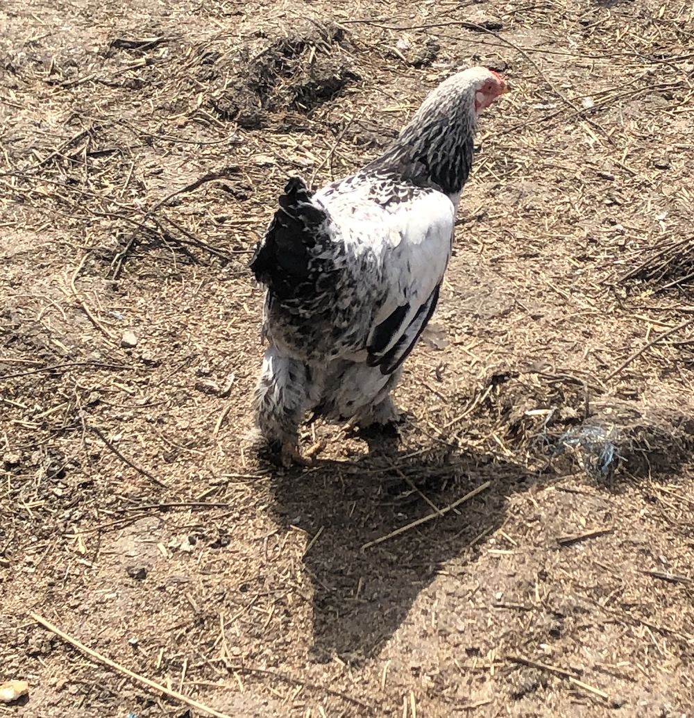 Vând cocosi tineri.