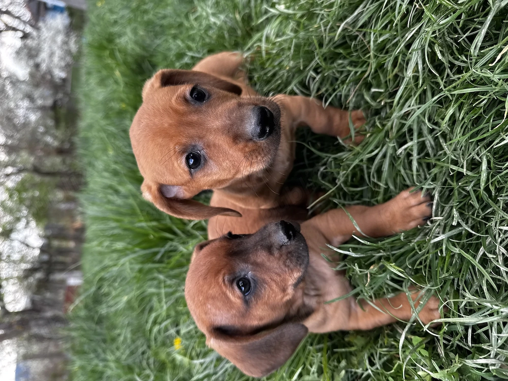 Vând cățeluși teckel 