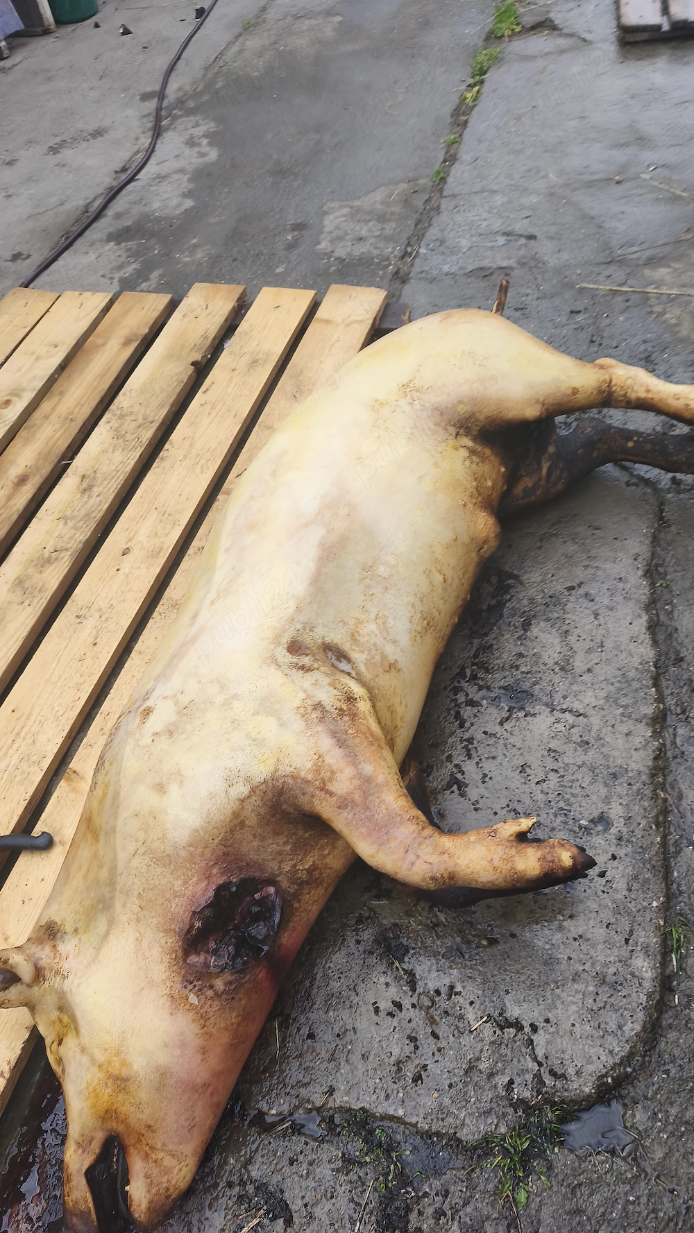 Porc de carne de vânzare 