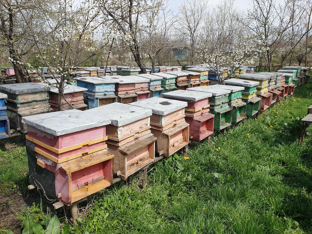Vând familii de albine cu tot cu cutii 1  1 pe 10 rame cu tot cu magazii 1 2 si rame crescute. 