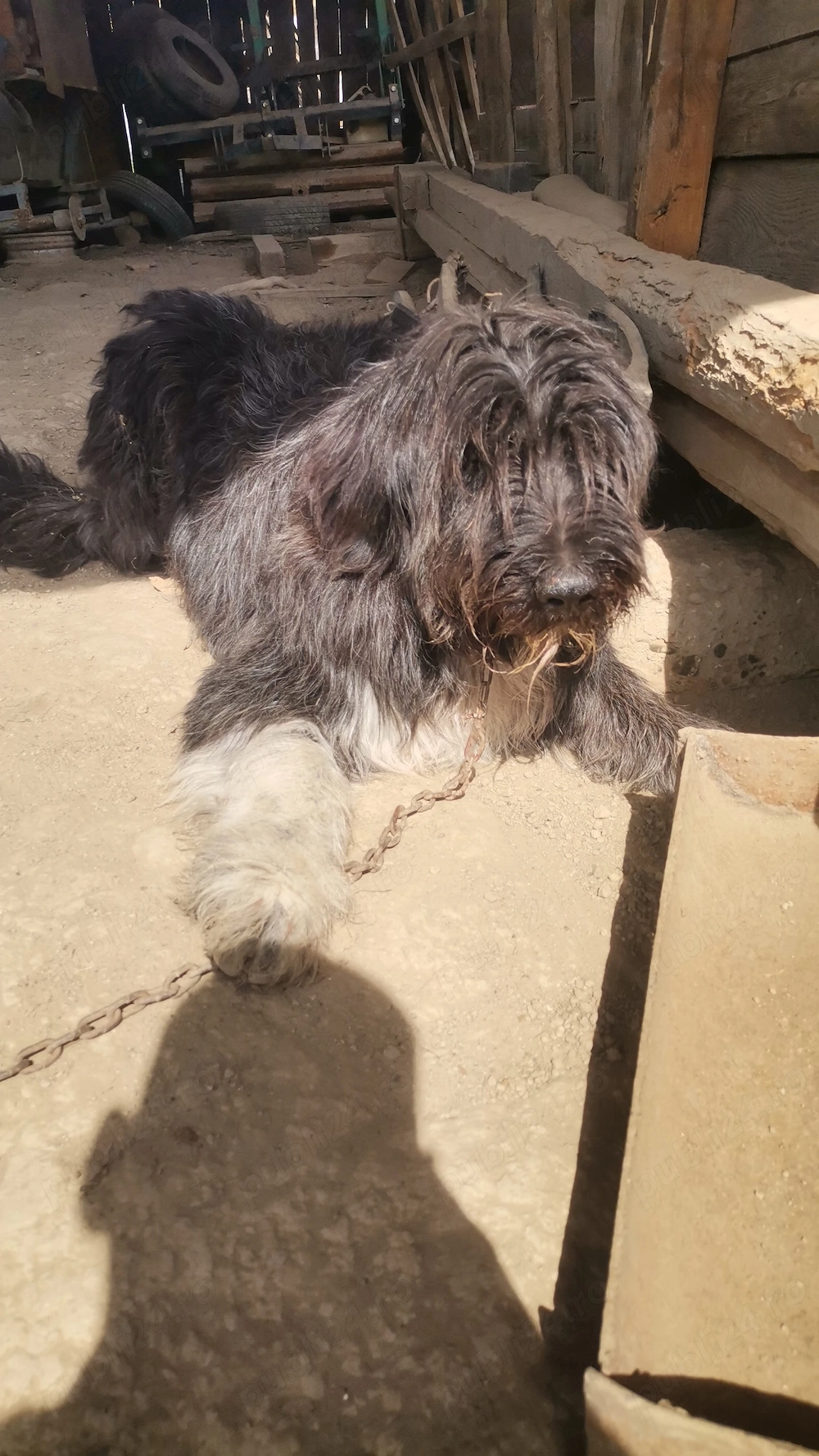 Mascul ciobănesc mioritic 