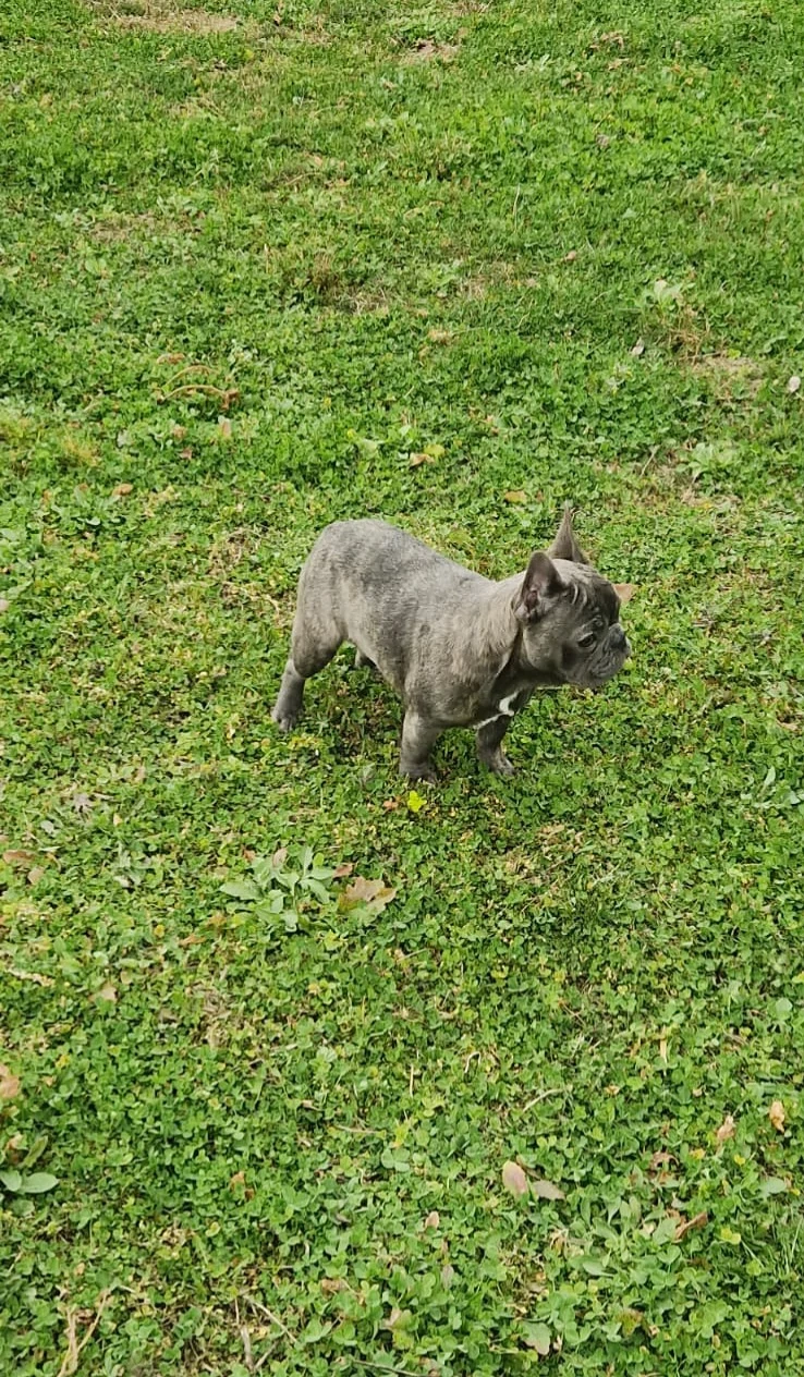 Bulldog Francez Blue Pedigree FCI