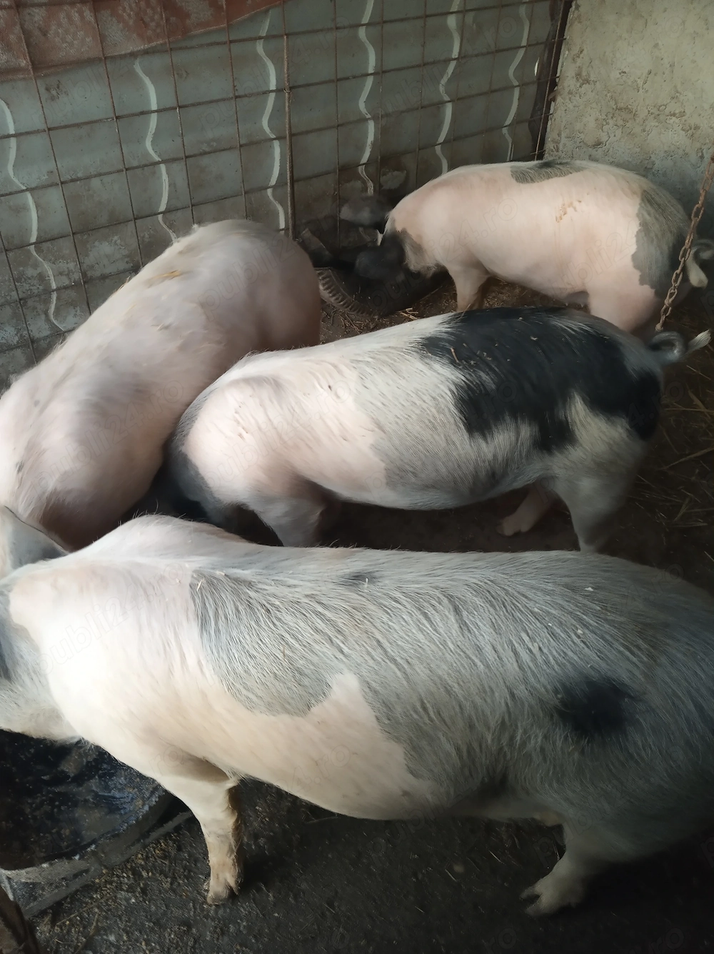 Vand purcei  35-50kg