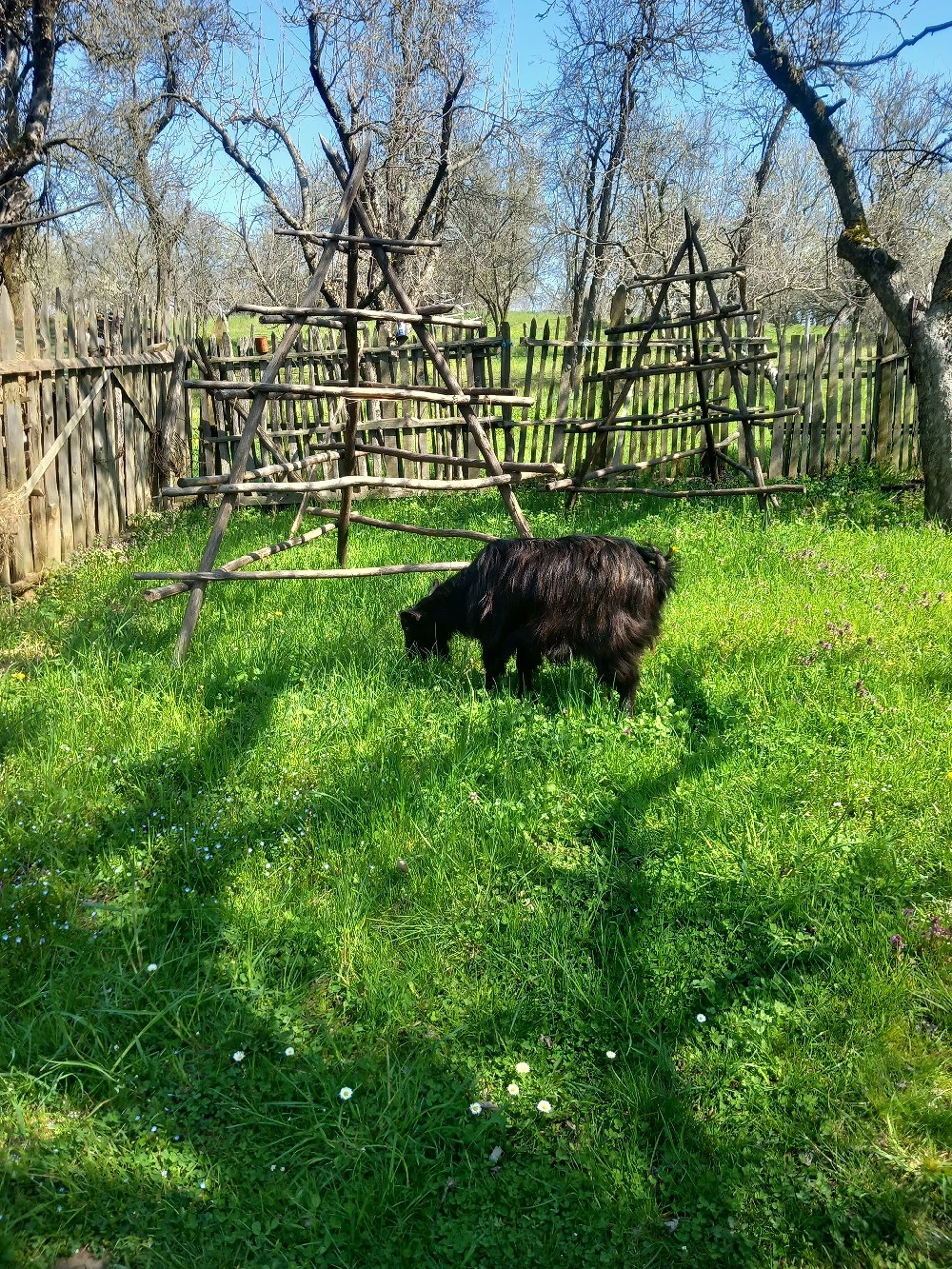 vand capra tanara cu lapte