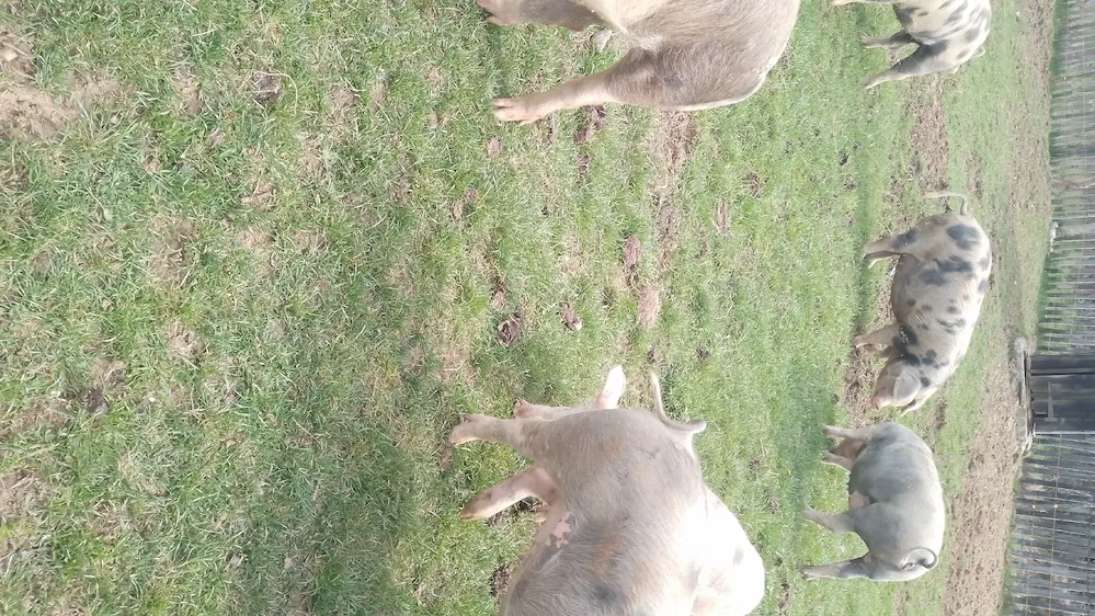 vind porci  și purcei 