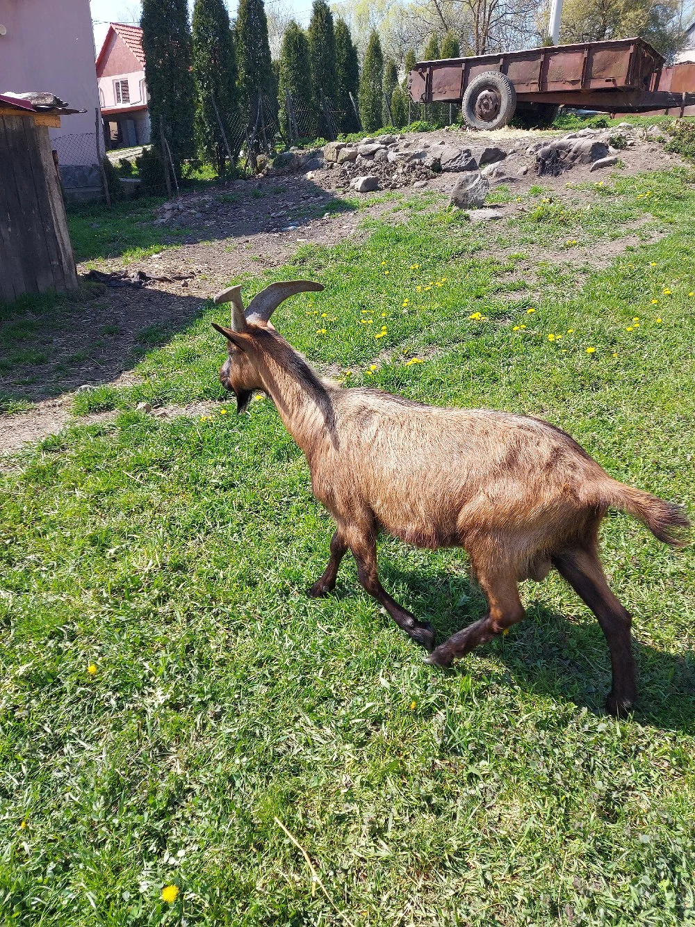 vand tap alpin francez