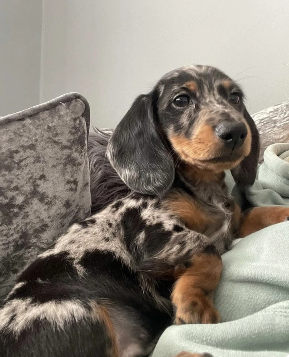 Teckel arlechin mascul