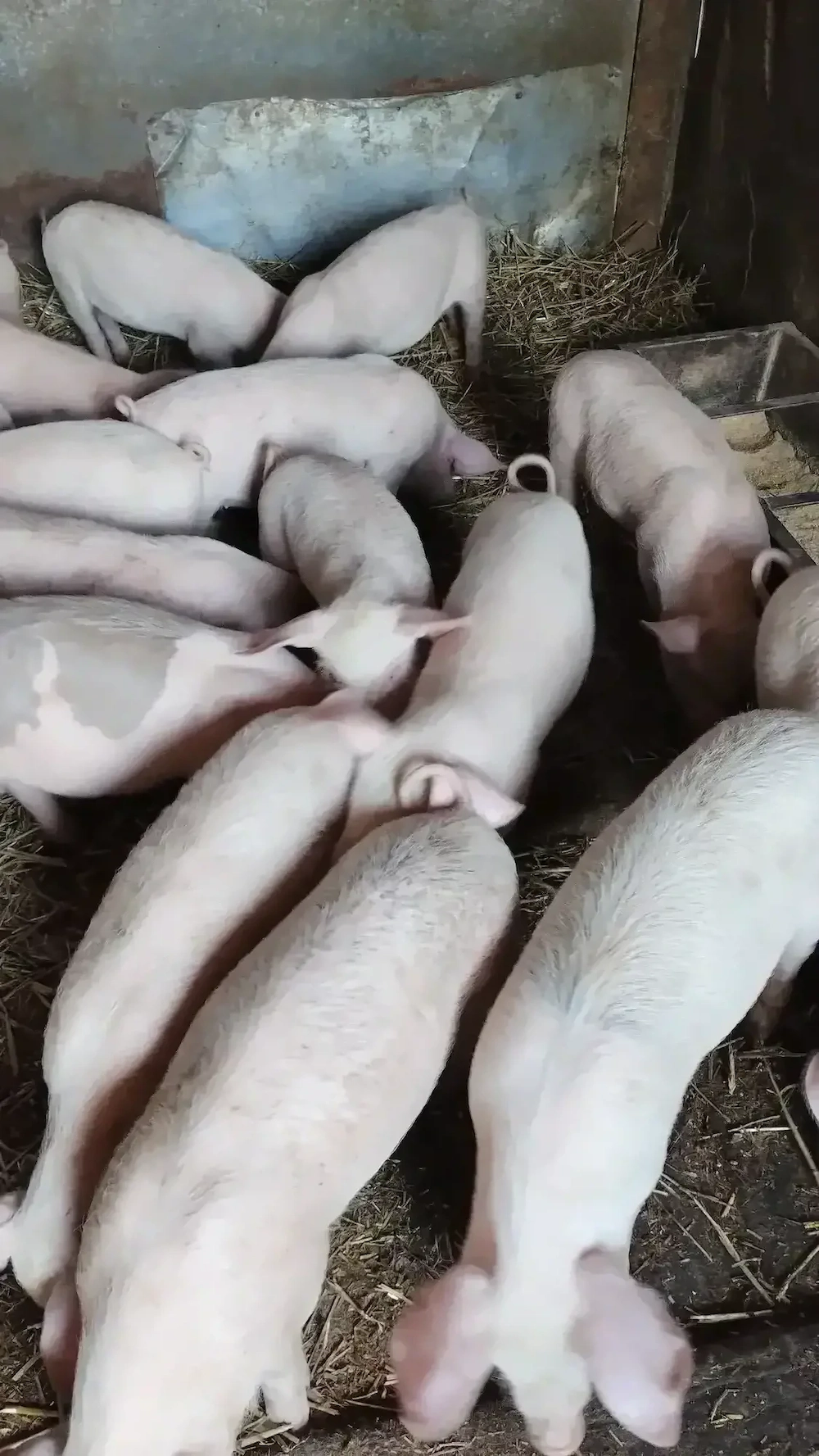 Vând purcei 9 săptămâni 