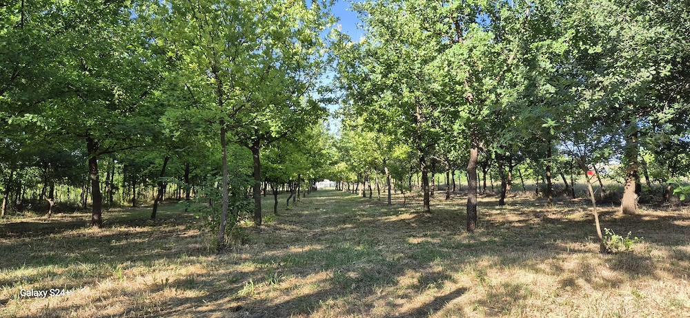 Teren Dorobanți, Arad   2176 mp, deschidere 22 ml, utilități, cadru natural cu stejari