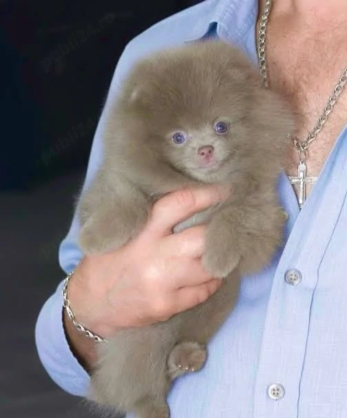 Asigur transport !!! Pui Pomeranian Lavanda superbi !!!