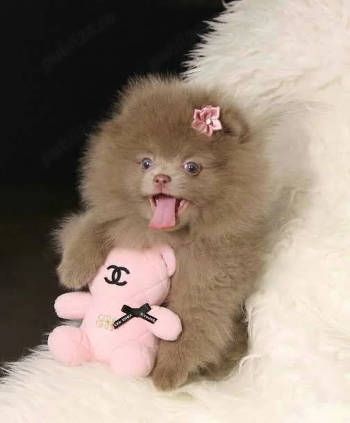 Asigur transport !!! Pui Pomeranian Lavanda superbi !!!