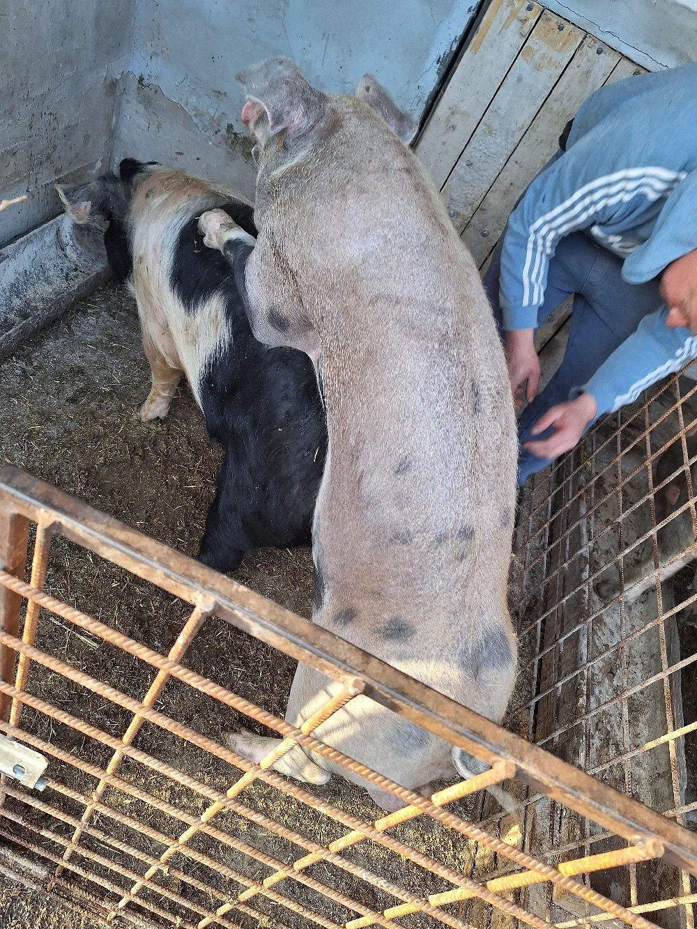 vier disponibil pentru monta