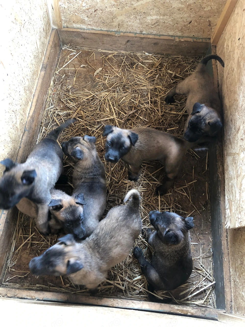 Vând Ciobănesc Malinois