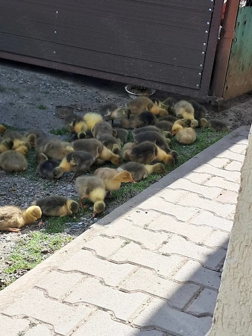 Boboci romanesti de 10 zile