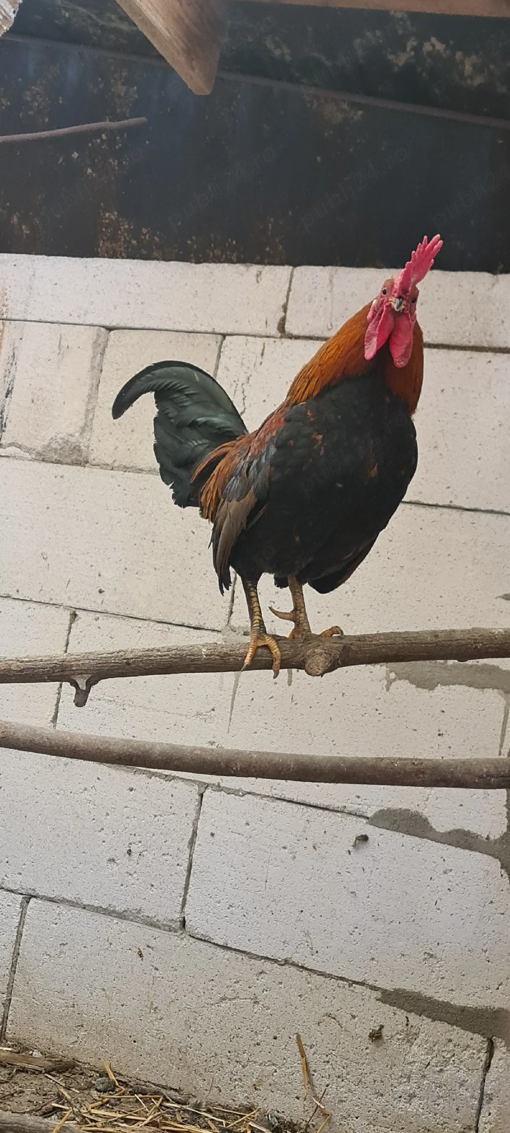 Cocoș olandez moțat de vânzare și pitic