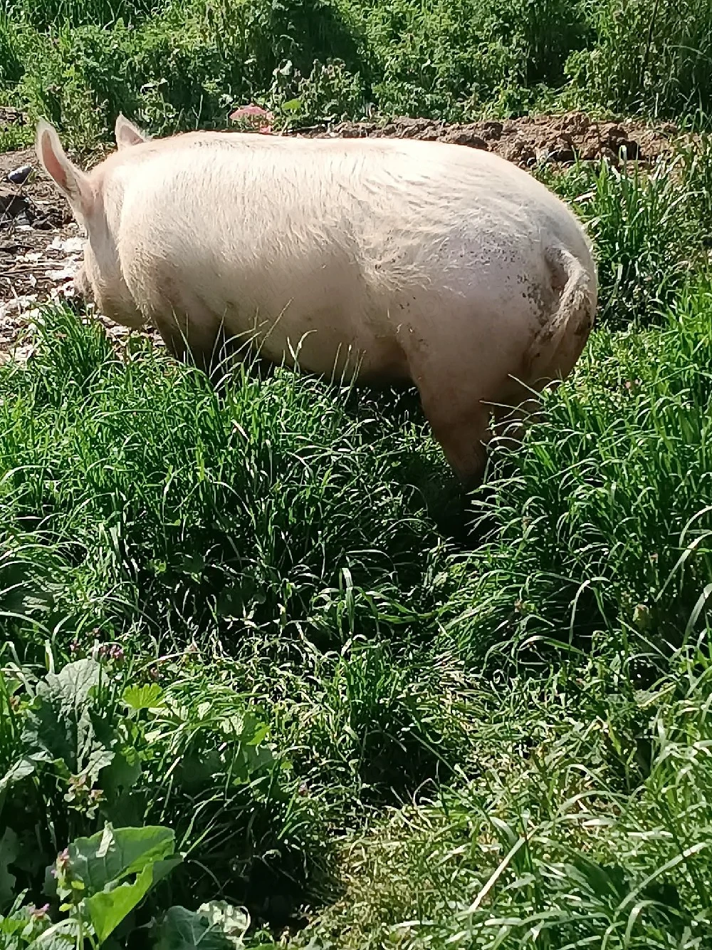 pentru reproductie s-au sacrificat