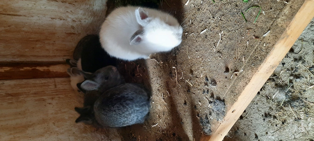 iepurasi californieni si neozelandez