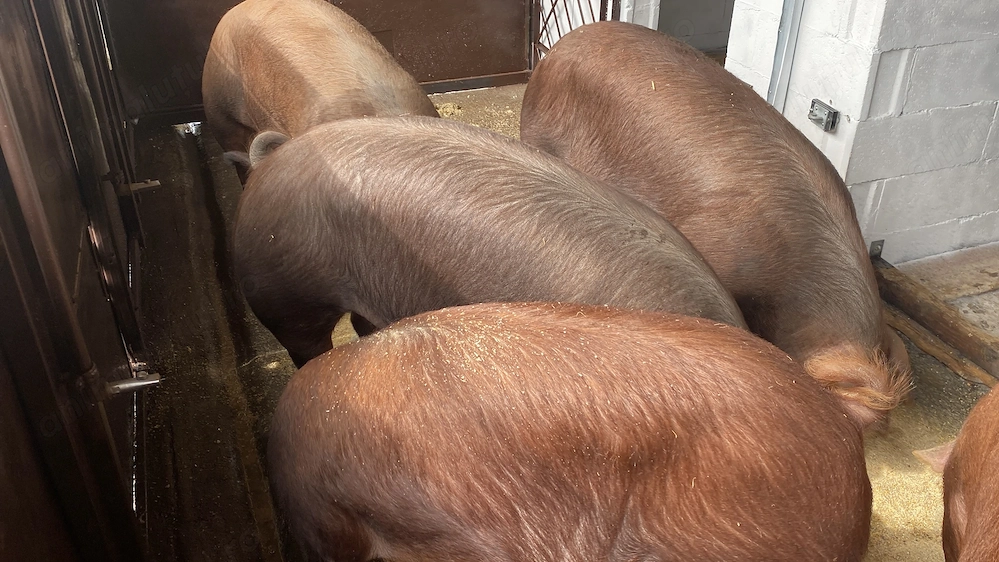 De vânzare porci Duroc   rasă de carne