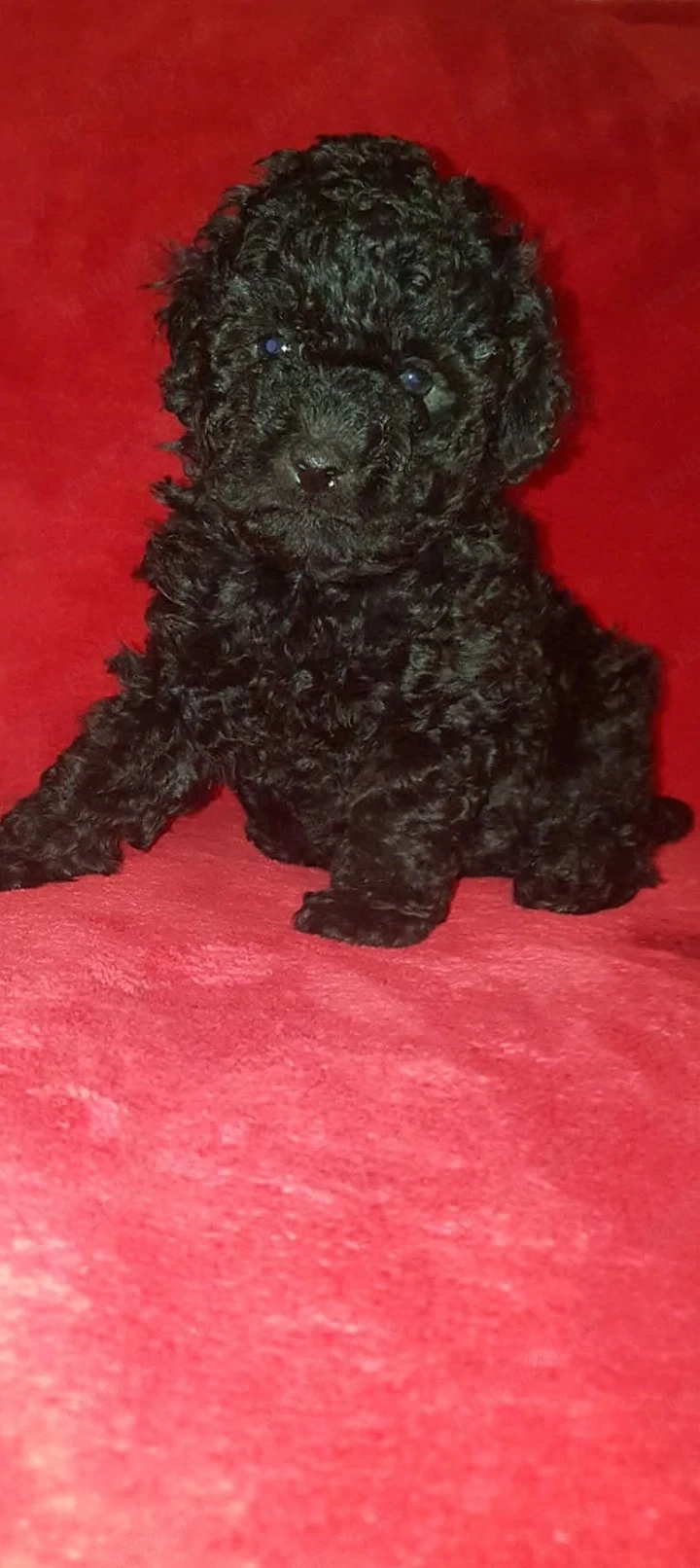 catelusi pudel - caniche