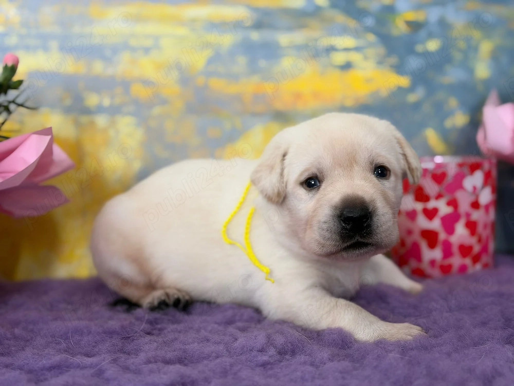 Canisa vindem pui Labrador Retriever cu Pedigree valoros, parinti testati pentru displazie sold, cot