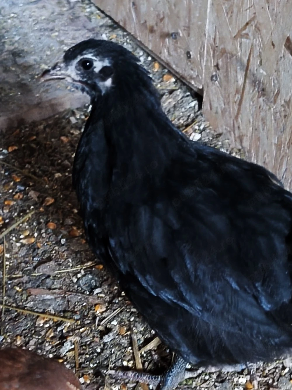 puicute australorp