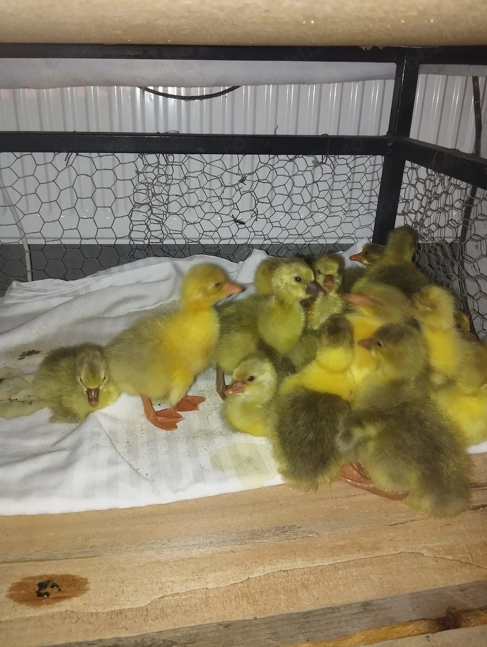 Vând boboci de gâscă sănătoși și bine îngrijiți. Pentru detalii și preț, mesaj privat sau la telefon