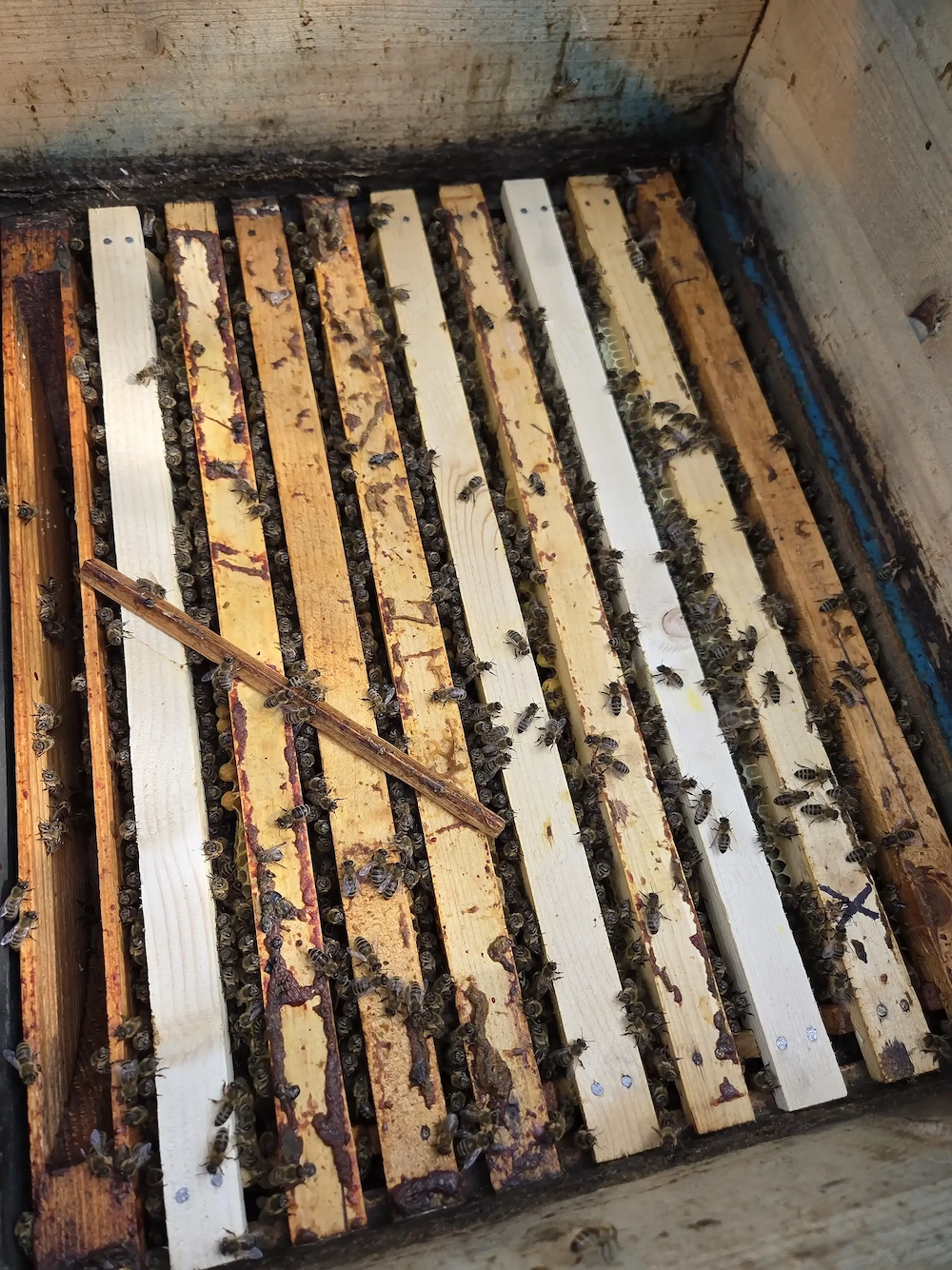 vănd familim albine