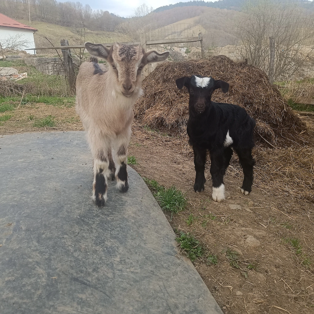 Vând un țap și o capra cu doi iezi 
